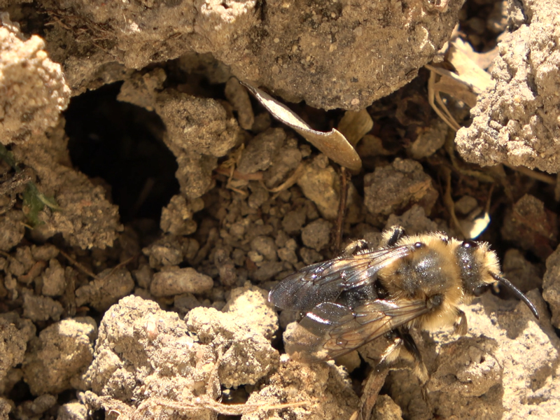 Insekten 1