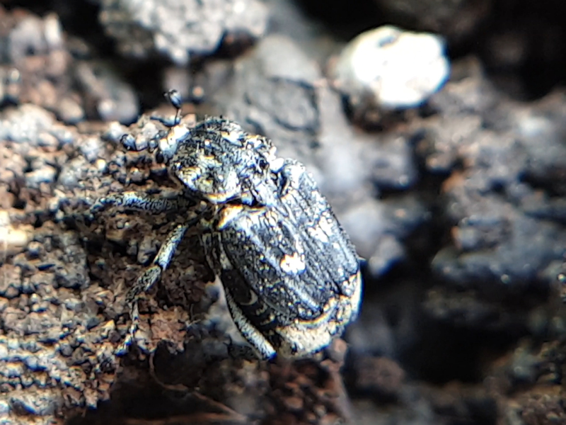 Insekten 2