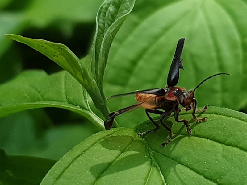 Insekten 3