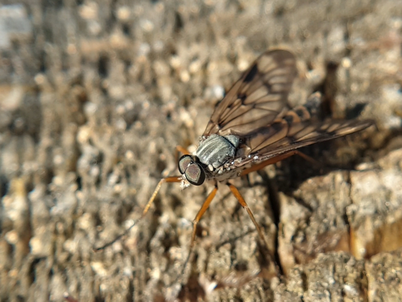Insekten 5