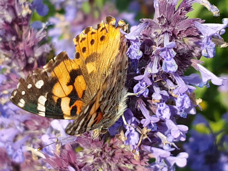 Insekten 7