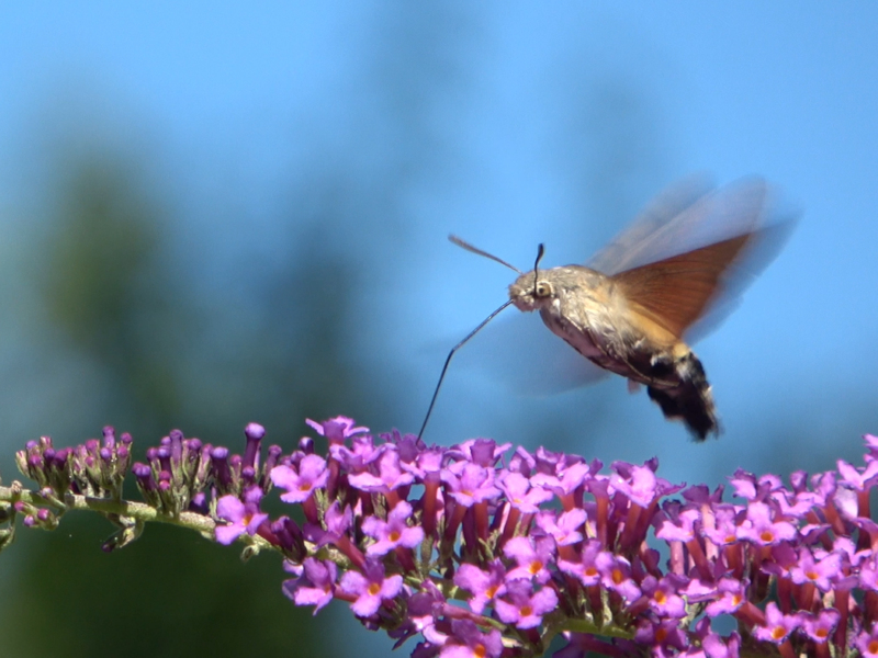 Insekten 8