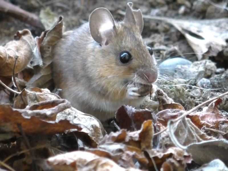 Säugetiere 2