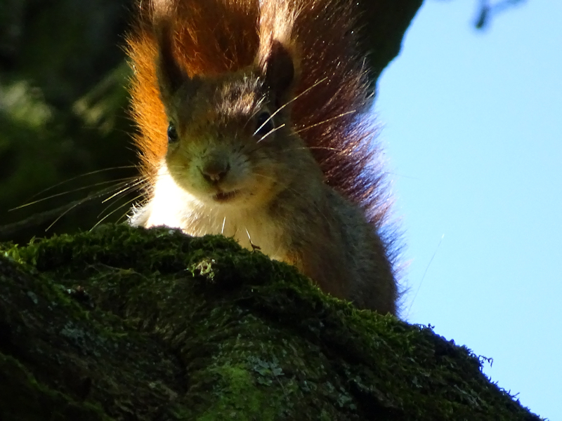 Säugetiere 3