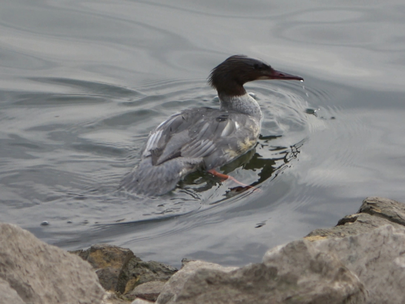 Vögel 5