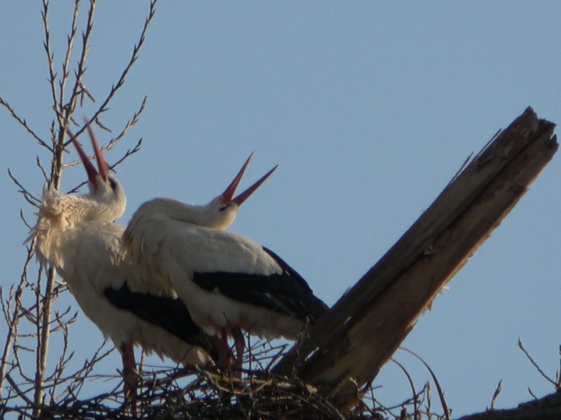 Vögel 6