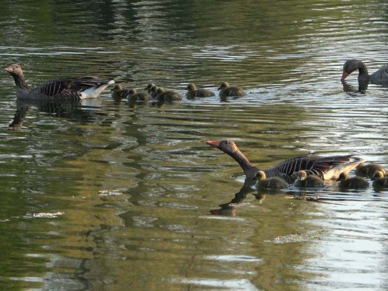 Vögel 7