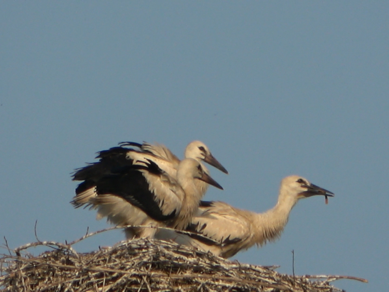 Vögel 8