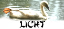 Licht