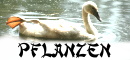 Pflanzen