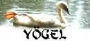 Vögel